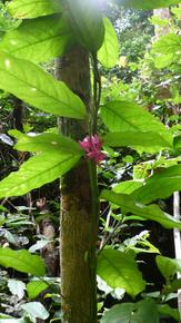 Heisteria parviflora (site de Mokabi, nord de la République du Congo), © S. Gourlet-Fleury