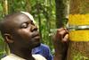 Fig.1. Pose d'un dendromètre pour mesurer la croissance d'un azobé dans un sentier au Sud du Cameroun. Photo: Jean-Louis Doucet.