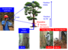 Figure 1. Protocole de mesures de la hauteur (bleu) et du diamètre des arbres (rouge) © Grace Loubota