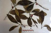 Echantillon d'herbier fertile de Synsepalum longicuneatum ; copyright Jean-François Gillet